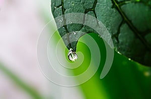 A macro close-up of morning dew drops on papaya leaves
