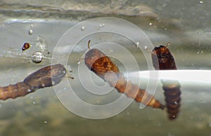 Macro close up of Mosquito Larva found in a water tub in the garden, photo taken in the United Kingdom