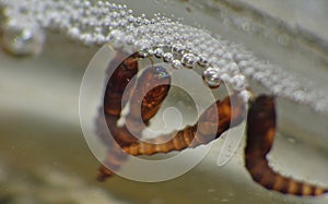 Macro close up of Mosquito Larva found in a water tub in the garden, photo taken in the United Kingdom