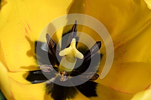 Macro close up of natural yellow tulip pistil