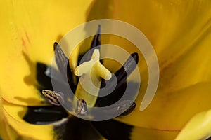 Macro close up of natural yellow tulip pistil