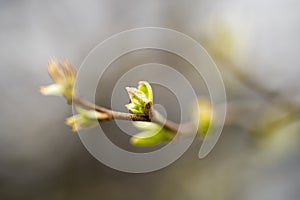 Macro Close-up of New Spring Buds & Leaves against Blurred Background