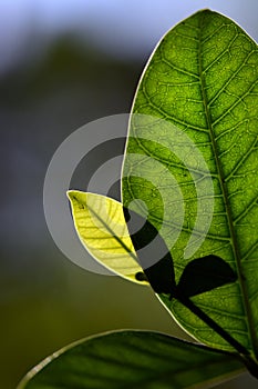 Macro close up newborn green leaves in natural