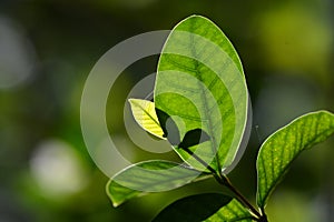 Macro close up newborn green leaves in natural