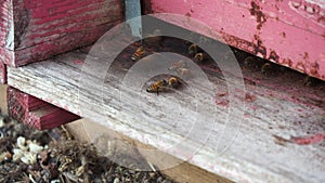 macro close up of nomadic bees working and producing honey in a hive in organic flower fields farm