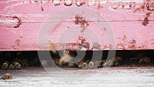 macro close up of nomadic bees working and producing honey in a hive in organic flower fields farm