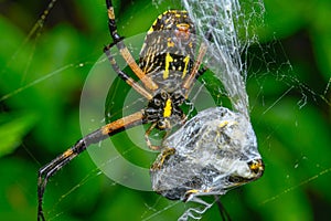 orb weaver spiders