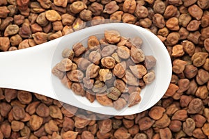 Macro Close-up of Organic chana or chickpea Cicer arietinum or whole white Bengal gram dal on a white ceramic soup spoon.