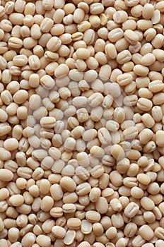 Macro close-up of organic polished white urad dal, full frame