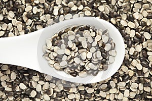 Macro Close up of Organic split black urad dal Vigna mungo with shell on a white ceramic soup spoon. photo