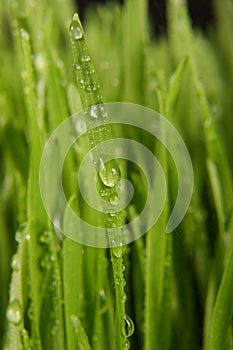 Macro close up of organic wheatgrass