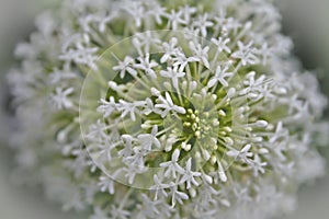 Macro Close up of Origanum blossom (Origanum vulgare)
