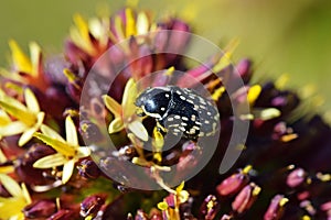 Oxythyrea sp , flower chafer beetle photo