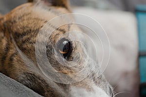 Macro close up of pet adopted greyhound`s face. Sleepy pet portrait
