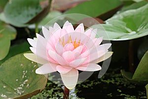Macro close up petal lotus flower.