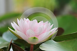 Macro close up petal lotus flower.