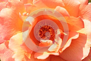 Macro close-up of the petals, folds, patterns and pollen in the middle of a peach colored rose flower opening to the sun on a