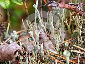 Macro close-up photo of cladonia fimbriata in details