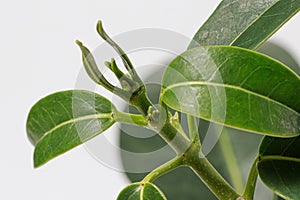 A macro close-up photo of the green leaves of the houseplant stephanotis jasmine. New leaf shoots. Copy space for text