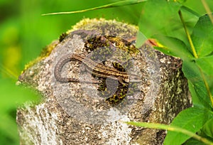 Macro close up photo of lizard basking in the old milepost, covered with moss