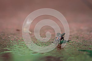 A macro close up photograph of a common house fly musca domestica eating stocky honey on a rusty metal background