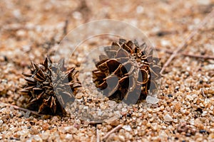 Macro close-up of pine cones falling on the beach by the sea