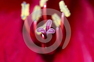 Macro close up of pink Amaryllis stamen and pestle