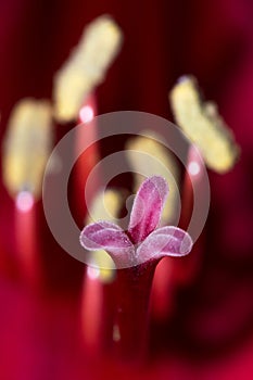 Macro close up of pink Amaryllis stamen and pestle