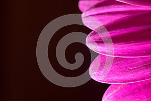 Macro Close-up of a Pink Chrysanthemum Flower