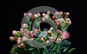 Macro close up of pink flower Kalanchoe tropical succulent plant