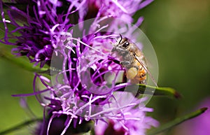 Macro close up of pink purple kobold flower Liatris spicata with view from above against blurred background. Pollination of