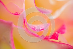 Macro close up of pink and yellow rose with drops of dew