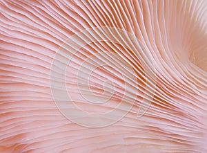 Macro close up of Pleurotus djamor is beautiful mushrooms color pink