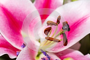 A macro close up of pollen on the stemans of a lilly flower