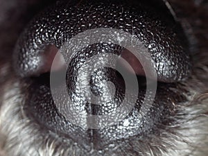 Macro close up of poodle dog nose