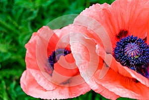 Macro Close Up Poppy in Full Bloom