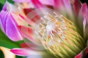 Macro close-up of Protea flower with pink and purple petals