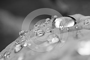 Macro close up of pure rain drops on leaf with venation zen background in black and white