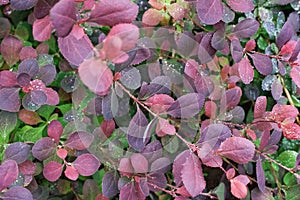 Macro close-up Purple bushes with dew