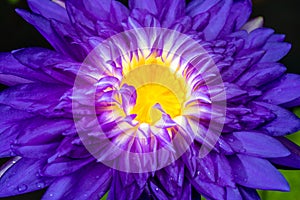 Macro close up purple lotus with yellow pollen symbol zen on nature background
