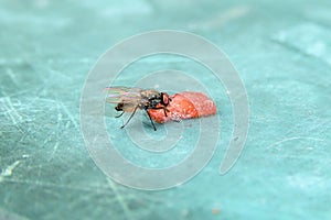 Macro close-up of a ravenous fly on a small piece of red watermelon . Sucking water melon . Fascinating insect eating human food photo