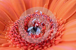 Macro close up of red and orange gerbera with rain drops on the stamen at the centre of the flower