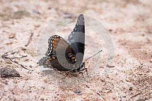 Macro close-up of the Red-spotted Purple butterfly puddling for salt and minerals Limenitis arthemis astyanax