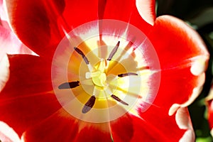 Macro close-up of red tulip with yellow center with in focus stamen and softer flower filling up most of frame - colorful and beau