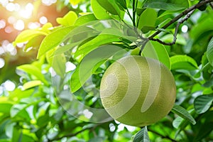 Macro close up of ripe pomelo fruit, detailed shot for enhanced visibility and search relevance