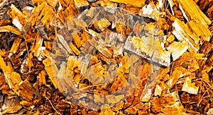 Macro close-up of rotten pine log stump