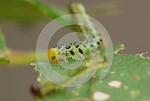 Macro close up sawfly caterpillar on rose bush photo taken in the UK