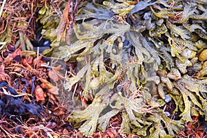 Macro close-up of Seawaeeds washed ashore