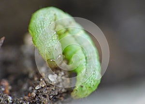 Macro close up of Angle Shades caterpillar photo taken in the UK