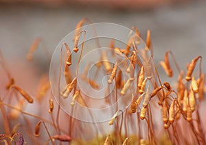 Macro close up shot of brown Sporophyte of Polytrichum juniperinum moss, photo taken in the UK